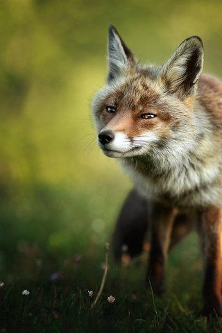 Обои природа, поза, взгляд, лиса, прогулка, боке, nature, pose, look, fox, walk, bokeh разрешение 2000x1417 Загрузить