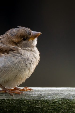 Обои птица, воробей, bird, sparrow разрешение 3840x2160 Загрузить