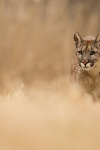 Обои пума, кугуар, puma, cougar разрешение 2500x1667 Загрузить