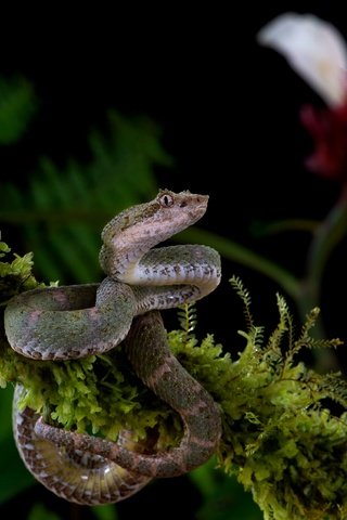 Обои ветка, цветок, змея, мох, черный фон, серая, branch, flower, snake, moss, black background, grey разрешение 3840x2556 Загрузить