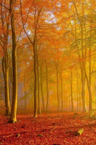 Обои лес, осень, золотая осень, forest, autumn, golden autumn разрешение 5971x3359 Загрузить