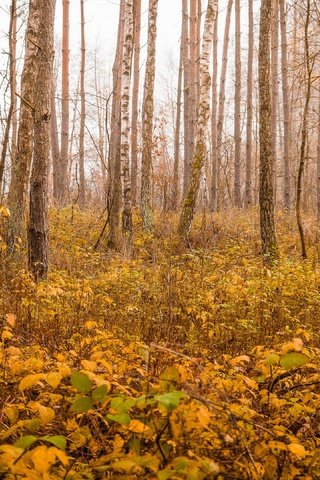 Обои деревья, растения, лес, стволы, осень, trees, plants, forest, trunks, autumn разрешение 3840x2160 Загрузить