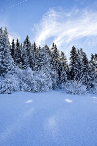 Обои деревья, лапландия, снег, природа, лес, зима, пейзаж, ели, финляндия, trees, lapland, snow, nature, forest, winter, landscape, ate, finland разрешение 5760x3840 Загрузить