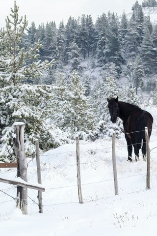 Обои лошадь, снег, природа, лес, зима, забор, ограждение, ели, конь, horse, snow, nature, forest, winter, the fence, ate разрешение 3202x2171 Загрузить