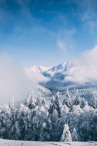 Обои небо, иней, облака, ели, деревья, горы, снег, лес, зима, туман, the sky, frost, clouds, ate, trees, mountains, snow, forest, winter, fog разрешение 3840x2560 Загрузить