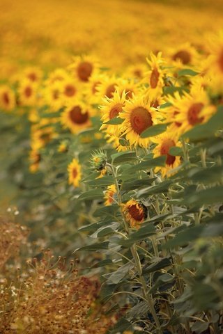 Обои природа, подсолнухи, nature, sunflowers разрешение 2048x1291 Загрузить