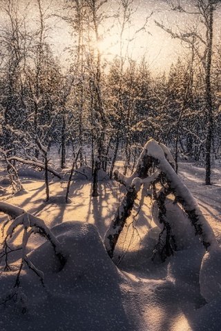 Обои снег, лес, snow, forest разрешение 3840x2160 Загрузить
