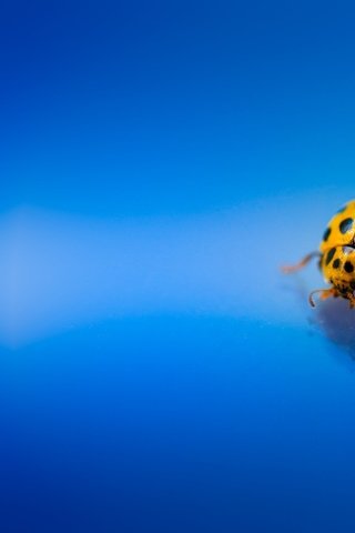 Обои жук, макро, насекомое, божья коровка, голубой фон, beetle, macro, insect, ladybug, blue background разрешение 2048x1365 Загрузить