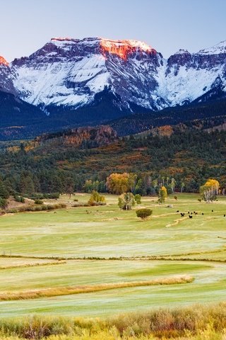 Обои горы, лес, поле, осень, пастбище, стадо, коровы, быки, mountains, forest, field, autumn, pasture, the herd, cows, bulls разрешение 2048x1365 Загрузить