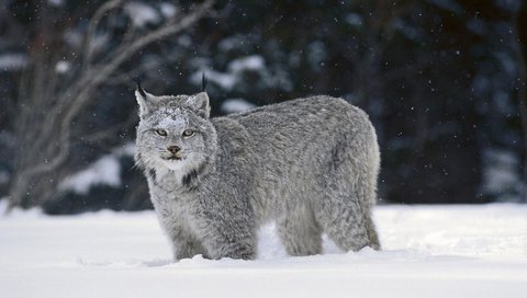 Обои снег, зима, рысь, snow, winter, lynx разрешение 1920x1080 Загрузить