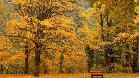 Обои листья, осень, скамейка, leaves, autumn, bench разрешение 2000x1333 Загрузить