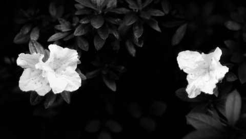 Обои листья, лепестки, чёрно-белое, белые, темнота, leaves, petals, black and white, white, darkness разрешение 1920x1200 Загрузить