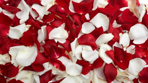 Обои роза, лепестки, красные, белые, rose, petals, red, white разрешение 3040x1900 Загрузить