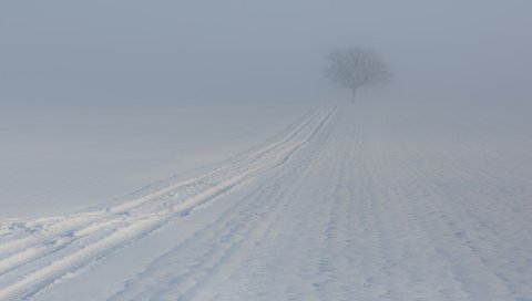 Обои дерево, зима, туман, след, tree, winter, fog, trail разрешение 1920x1252 Загрузить