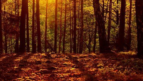 Обои свет, лес, листья, осень, осен, light, forest, leaves, autumn разрешение 2560x1600 Загрузить