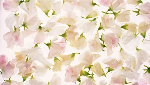 Обои цветы, лепестки, розовый, flowers, petals, pink разрешение 2560x1600 Загрузить