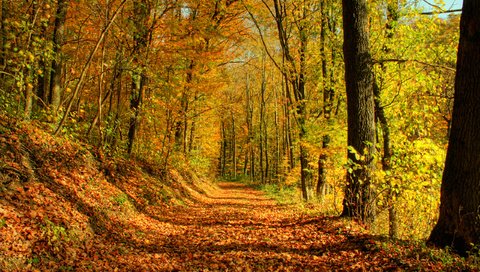 Обои деревья, лес, листья, осень, trees, forest, leaves, autumn разрешение 2560x1600 Загрузить