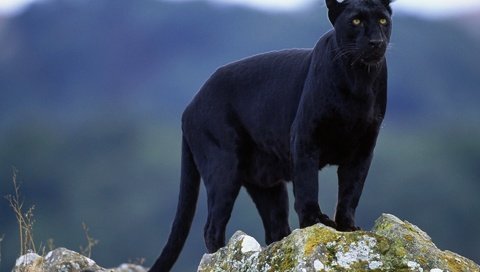 Обои взгляд, пантера, черная, look, panther, black разрешение 1920x1200 Загрузить