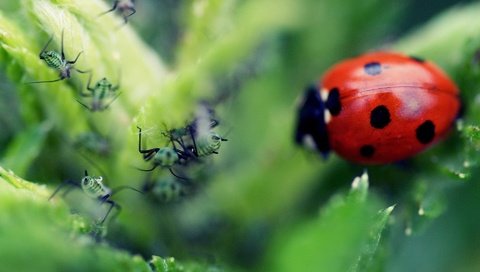 Обои макро, листок, божья коровка, муравей, macro, leaf, ladybug, ant разрешение 1920x1440 Загрузить