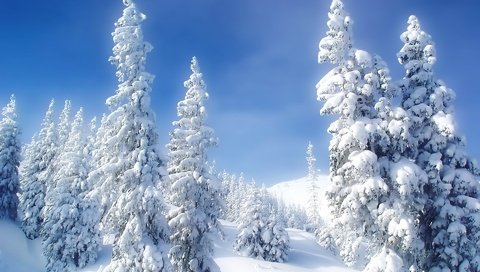 Обои снег, зима, холод, елки, snow, winter, cold, tree разрешение 1920x1200 Загрузить