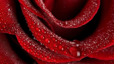 Обои капли, роза, красный, drops, rose, red разрешение 1920x1200 Загрузить
