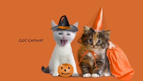 Обои животные, котенок, котята, оранжевый фон, animals, kitty, kittens, orange background разрешение 2000x1333 Загрузить