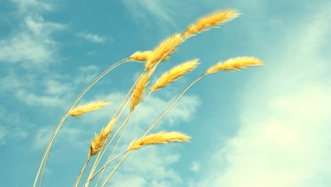 Обои небо, облака, лето, пшеница, колоски, лёгкость, the sky, clouds, summer, wheat, spikelets, ease разрешение 1920x1200 Загрузить