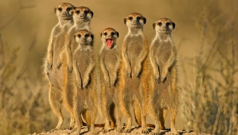 Обои группа, зверьки, сурикаты, group, animals, meerkats разрешение 1920x1200 Загрузить