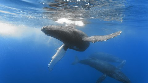 Обои океан, киты, глубина, простор, размер, the ocean, whales, depth, space, size разрешение 2000x1333 Загрузить
