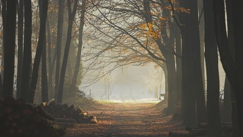 Обои деревья, лес, листья, туман, тропа, бревна, trees, forest, leaves, fog, trail, logs разрешение 1920x1200 Загрузить