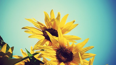 Обои небо, цветы, желтый, лето, подсолнух, подсолнухи, синее, the sky, flowers, yellow, summer, sunflower, sunflowers, blue разрешение 3872x2592 Загрузить