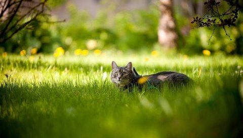 Обои трава, солнце, кот, лето, кошка, grass, the sun, cat, summer разрешение 1920x1200 Загрузить