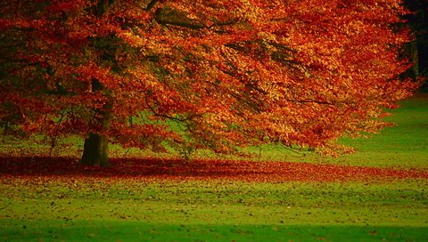 Обои дерево, листья, осень, tree, leaves, autumn разрешение 1920x1080 Загрузить