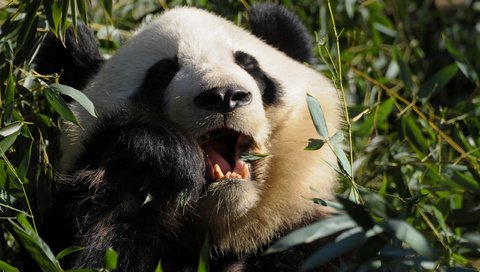 Обои панда, бамбуковый медведь, большая панда, panda, bamboo bear, the giant panda разрешение 2560x1600 Загрузить