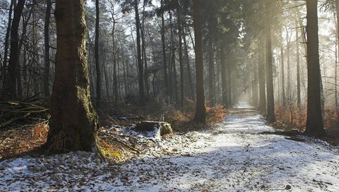 Обои дорога, дымка, деревья, природа, лес, зима, утро, осень, красота, road, haze, trees, nature, forest, winter, morning, autumn, beauty разрешение 1920x1080 Загрузить