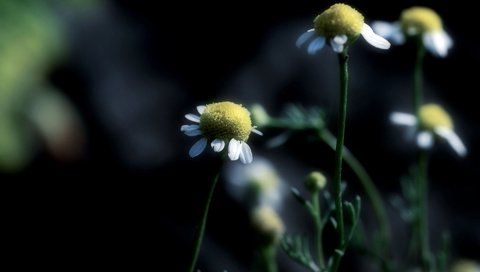 Обои цветы, ромашка, ромашки, flowers, daisy, chamomile разрешение 1920x1200 Загрузить