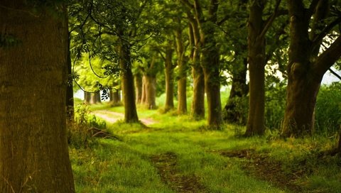 Обои деревья, солнце, зелень, лес, лучи, дорожка, красота, тропинка, trees, the sun, greens, forest, rays, track, beauty, path разрешение 1920x1080 Загрузить