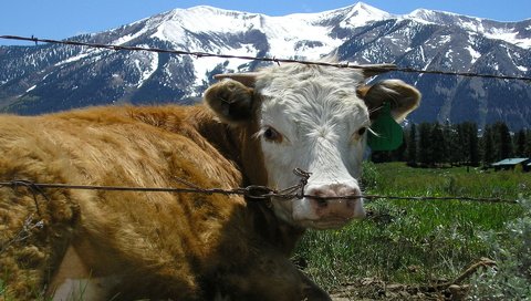 Обои трава, горы, проволока, ограждение, корова, grass, mountains, wire, the fence, cow разрешение 1920x1200 Загрузить