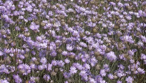 Обои цветы, полевой, сухоцвет, бессмертник, flowers, field, the dried flowers, helichrysum разрешение 2560x1600 Загрузить