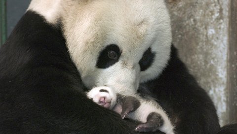 Обои панда, забота, детеныш, бамбуковый медведь, большая панда, panda, care, cub, bamboo bear, the giant panda разрешение 1920x1200 Загрузить