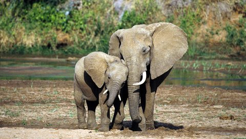 Обои уши, слоны, хобот, слоненок, бивни, ears, elephants, trunk, elephant, tusks разрешение 1920x1200 Загрузить