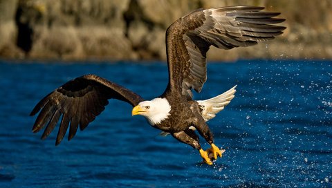 Обои вода, полет, крылья, брызги, орел, птица, water, flight, wings, squirt, eagle, bird разрешение 1920x1200 Загрузить