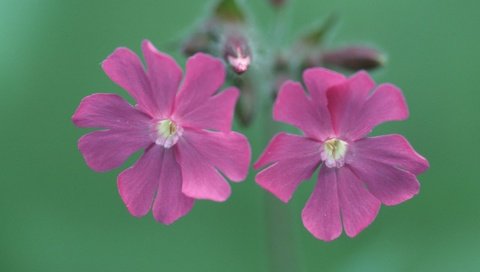 Обои цветы, смолевка, silene dioica, flowers, campion разрешение 1920x1080 Загрузить