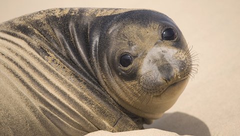 Обои морда, песок, тюлень, face, sand, seal разрешение 1920x1080 Загрузить