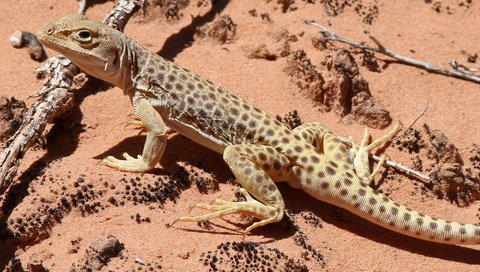 Обои песок, пустыня, ящерица, геккон, рептилия, пресмыкающиеся, sand, desert, lizard, gecko, reptile, reptiles разрешение 1920x1200 Загрузить