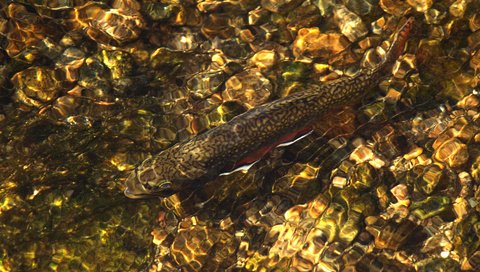 Обои вода, река, камни, рыба, рябь, water, river, stones, fish, ruffle разрешение 1920x1200 Загрузить