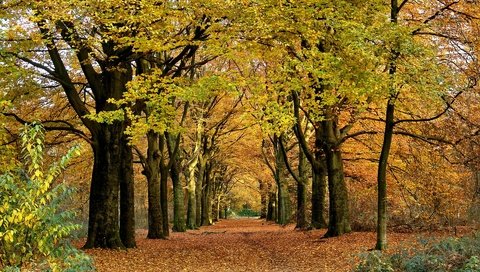 Обои деревья, природа, пейзаж, парк, ветки, листва, осень, аллея, trees, nature, landscape, park, branches, foliage, autumn, alley разрешение 1920x1200 Загрузить