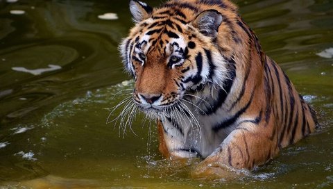 Обои тигр, морда, вода, усы, капли, взгляд, хищник, tiger, face, water, mustache, drops, look, predator разрешение 1920x1200 Загрузить