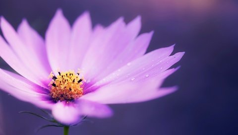 Обои макро, цветок, капли, лепестки, ромашка, сиреневая, macro, flower, drops, petals, daisy, lilac разрешение 1920x1200 Загрузить