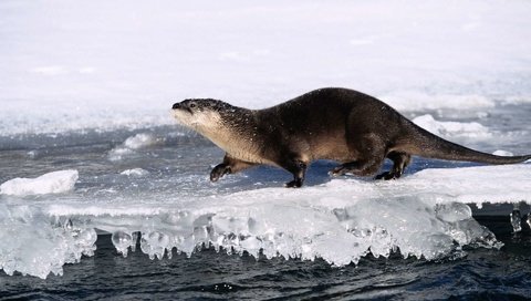 Обои вода, природа, лёд, животное, выдра, water, nature, ice, animal, otter разрешение 1920x1200 Загрузить
